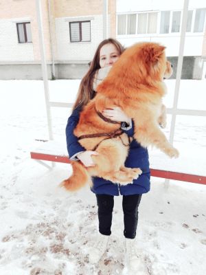 Dog Photo