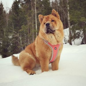 Dog Photo