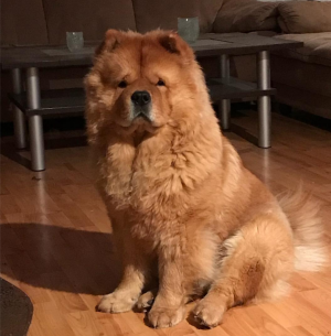 Dog Photo