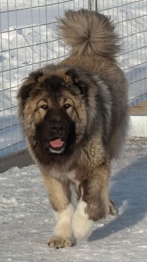Dog Photo
