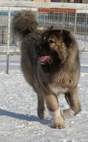 Dog Photo