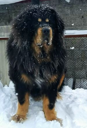 Dog Photo