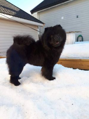 Dog Photo