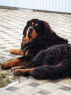 Dog Photo
