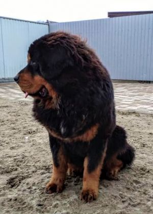 Dog Photo