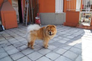 Dog Photo