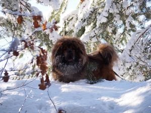 Dog Photo