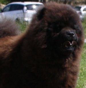 Dog Photo