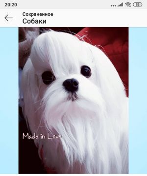 Dog Photo