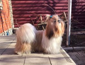 Dog Photo