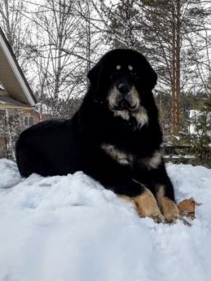 Dog Photo