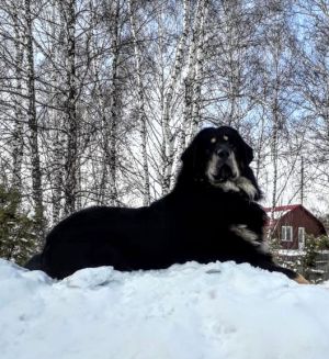 Dog Photo
