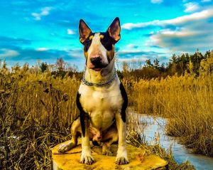 Dog Photo