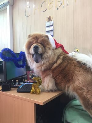 Dog Photo
