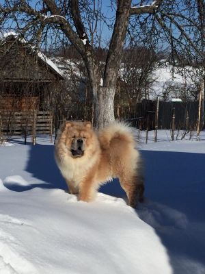 Dog Photo
