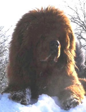 Dog Photo