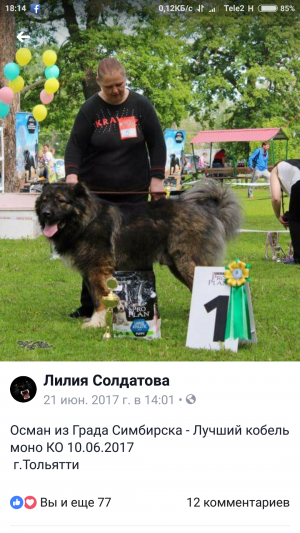 Dog Photo