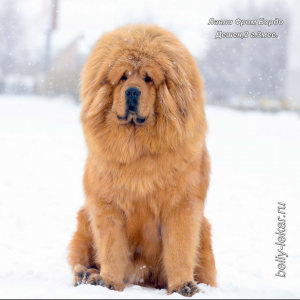 Dog Photo