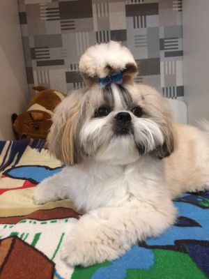 Dog Photo