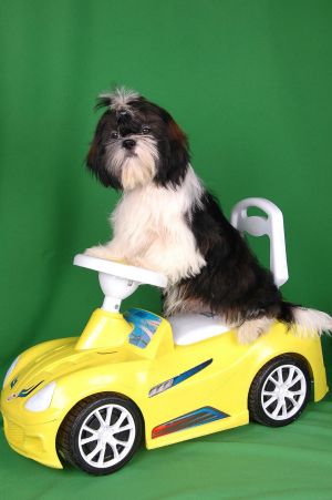 Dog Photo