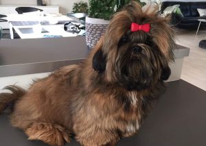 Dog Photo