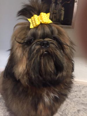 Dog Photo
