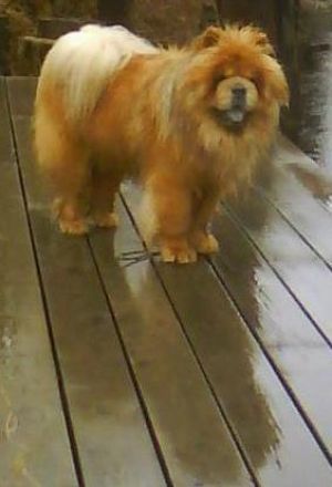 Dog Photo