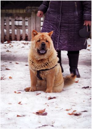 Dog Photo