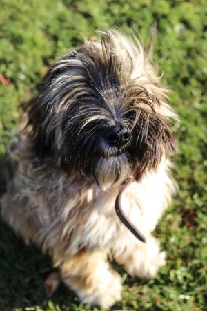 Dog Photo