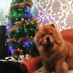 Dog Photo