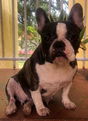 Dog Photo