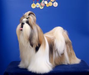 Dog Photo