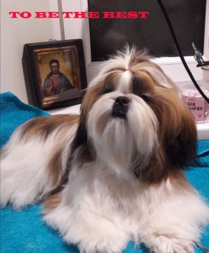 Dog Photo
