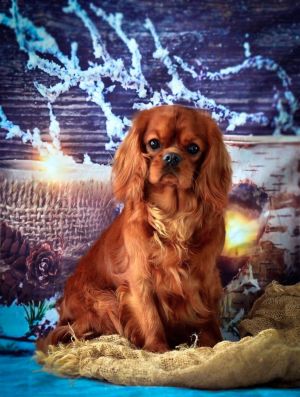 Dog Photo