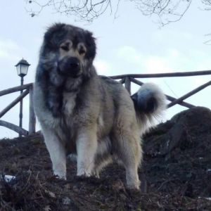 Dog Photo