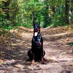 Dog Photo