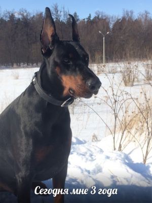 Dog Photo