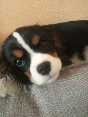 Dog Photo