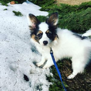 Dog Photo