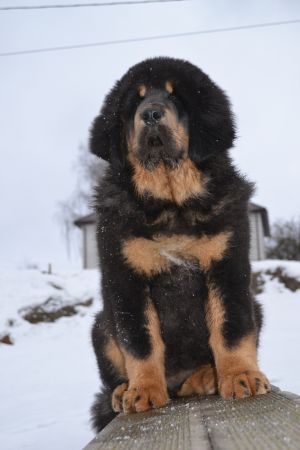 Dog Photo