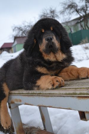 Dog Photo