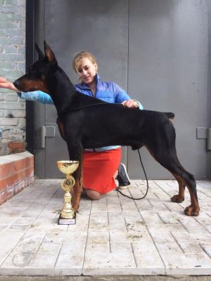 Dog Photo