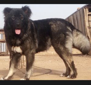 Dog Photo