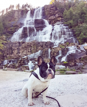 Dog Photo