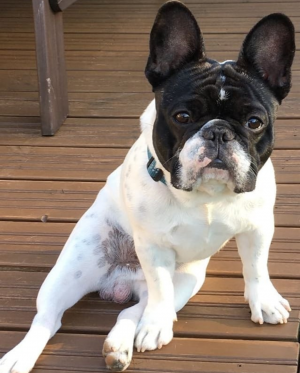 Dog Photo