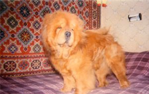 Dog Photo