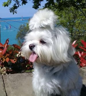 Dog Photo
