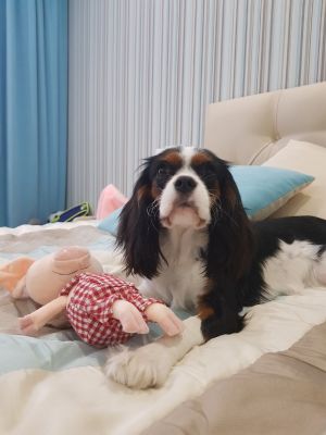 Dog Photo