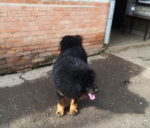 Dog Photo