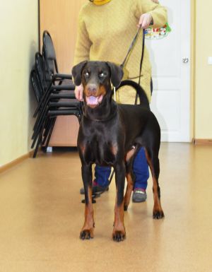 Dog Photo
